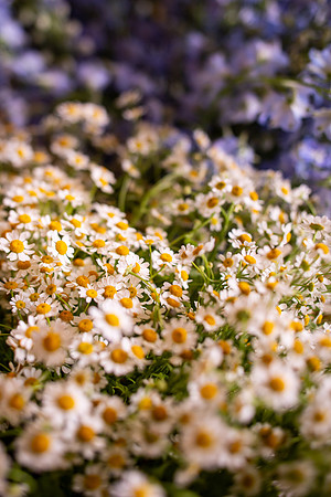 Rylee & Justin WEDDING PHOTOS by Reiner Photography-492